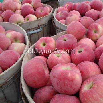 Lezat Buah Merah Red Star Apple